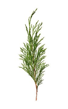 Juniper branch isolated on white background. Design element for Christmas compositions, cards, frames, invitations, collages.
