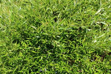 Background of green leaves and willow tree branches.