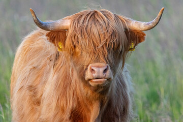 Highlander cattle
