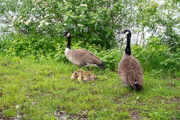 Wild Goose  with chicks  on the meadow