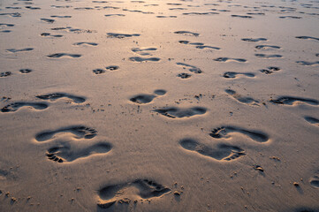 Footprints in the sand by the sea, in the evening light