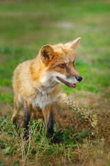A close up of a Red Fox in the grass