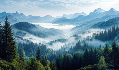 Fototapeta premium Morning fog is covering the landscape of a mountain forest