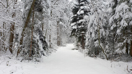 Snow covered trees, winter forest path, nature landscape.	