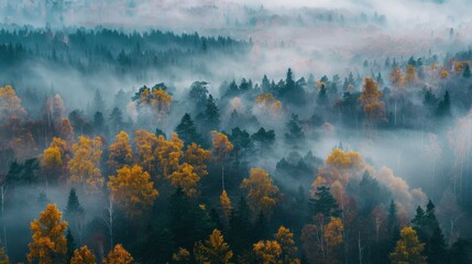 Fototapeta premium An Aerial View of a Misty Forest in Autumn