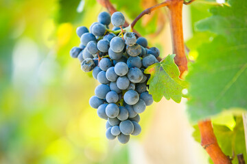 Grape field growing for wine. Vineyard hills in the Republic of Moldova. Summer scenery with wine yard rows.