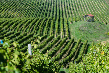 Grape field growing for wine. Vineyard hills in the Republic of Moldova. Summer scenery with wine...