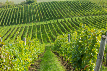 Obraz premium Grape field growing for wine. Vineyard hills in the Republic of Moldova. Summer scenery with wine yard rows.