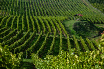 Grape field growing for wine. Vineyard hills in the Republic of Moldova. Summer scenery with wine yard rows.