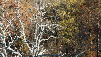 The colorful forest view in the natural park in autumn