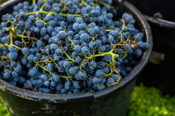 Grape field growing for wine. Vineyard hills in the Republic of Moldova. Summer scenery with wine yard rows.