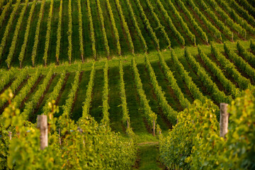Grape field growing for wine. Vineyard hills in the Republic of Moldova. Summer scenery with wine yard rows.