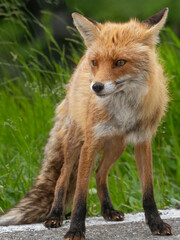 Red Fox at the edge of a road
