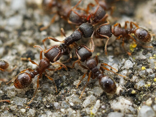 Tetramorium immigrans - immigrant pavement ant