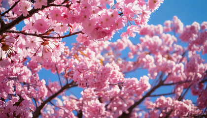 Beautiful and cute pink Kawazu Zakura (cherry blossom) against blue sky, wallpaper background. Tokyo, Japan