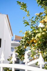 Lemon tree with lemons on sunny day. White europe house wall and blue sky on the background