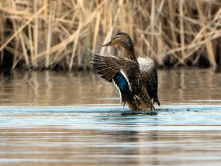 Duck spreading its wings on the Neajlov river delta, Romania.
