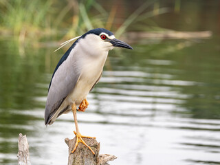 Black-capped night heron at Neajlov river delta, Romania