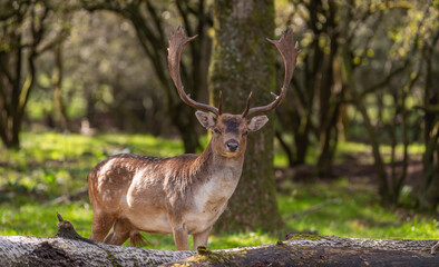 Beautiful male fallow deer marking standing in the forest. Big tree trunk lying on the ground in the foreground. Amsterdamse waterleidingduinen, the Netherlands. Big antlers, Mating season.