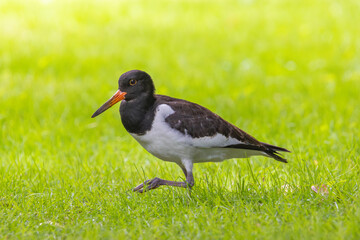 A young oystercatcher