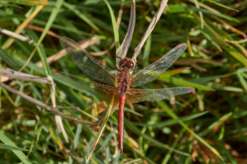Dragonfly sits on the grass and rests by the riverbank. Autumn.