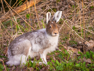 Mountain hare (Lepus timidus) with partial winter fur in spring