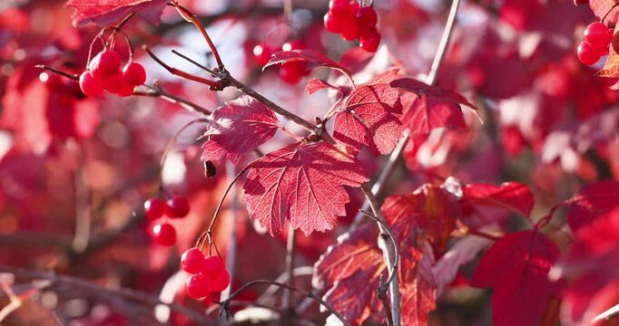 Red leaves and berries changing color on a branch in fall