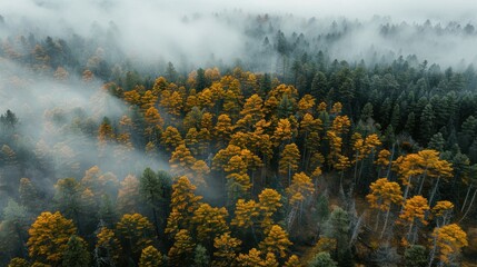 Fototapeta premium Aerial View of a Forested Landscape with Mist and Golden Trees