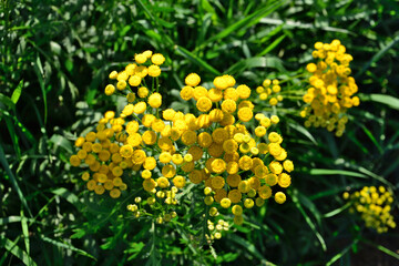 a bunch of yellow flowers of tansy that are in the grass
