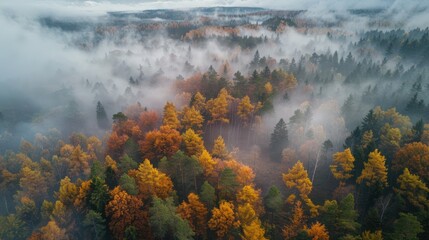 Aerial View of an Autumnal Forest Enveloped in Mist