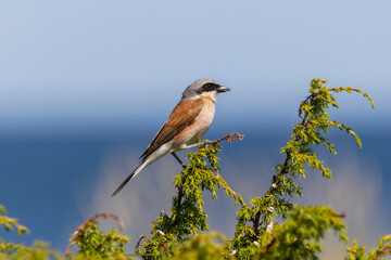 A red-backed shrike (Lanius collurio)