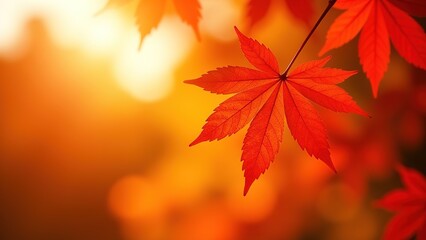 Autumn maple leaves in the sun. Atmospheric. Autumn postcard. copy space