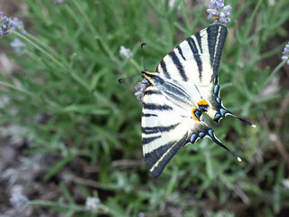 Zebra swallowtail butterfly in rows of lavender