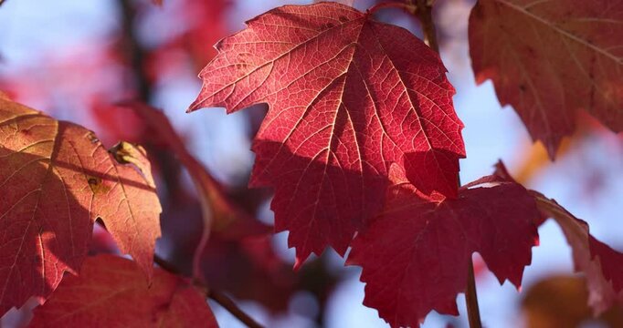 Red maple leaves gently moving in the wind
