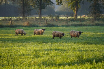 Schafe am Niederrhein 