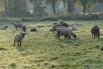 Schafe am Niederrhein 