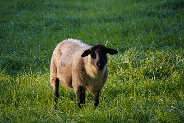 Schafe am Niederrhein 