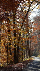 The colorful forest view in the natural park in autumn