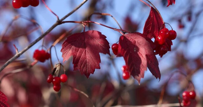 Red leaves and berries changing color on a branch in fall
