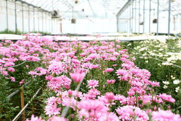 Background image of pink flowers blossoming and blooming in spacious glass greenhouse at plantation...