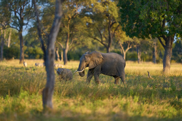 Group of African Elephant (Loxodonta africana) in a wooded area of South Luangwa National Park,...