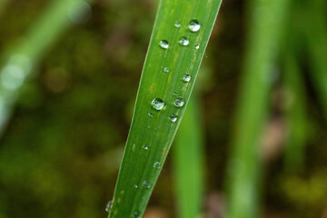 雨上がりの雫