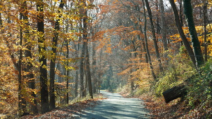 The colorful forest view in the natural park in autumn