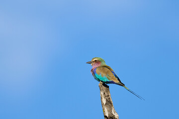 Lilac breasted Roller (Coracias caudatus) perched on a branch in South Luangwa National Park, Zambia