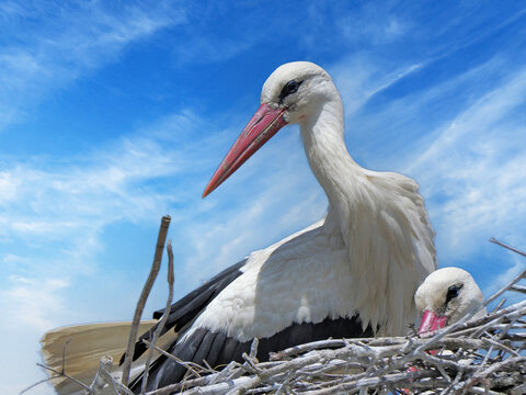 Couple of storks on the nest