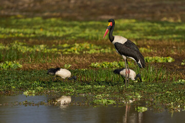 Saddlebilled Stork (Ephippiorhynchus senegalensis) feeding on fish in a shallow lagoon at the start of the rainy season in South Luangwa National Park, Zambia