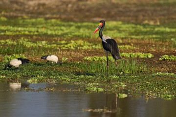 Saddlebilled Stork (Ephippiorhynchus senegalensis) feeding on fish in a shallow lagoon at the start of the rainy season in South Luangwa National Park, Zambia