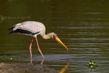 Yellow-billed Stork (Mycteria ibis) feeding on fish in shallow lagoons at the seat of the rainy...