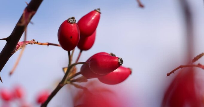 Red rose hips swaying on branch against blue sky