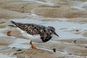 Ruddy turnstone, Arenaria interpres, feeds on the beach